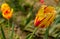 A bunch of yellow and pink tulips standing tall at a roundabout in Delhi and in Mughal Garden at Rashtrapati Bhawan, New Delhi,