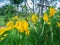 Bunch of Yellow Trumpet-Flowers Wither on The Tree