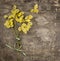 Bunch of yellow willow with green bow