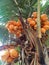 a bunch of yellowish orange coconuts hanging from a coconut tree