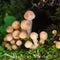 Bunch of young honey mushrooms growing in the forest