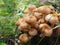 Bunch of young honey mushrooms growing in the forest