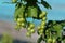 Bunch of young red currants