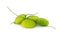 A bunch of young spiny gourds on an isolated white background