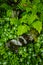 Bunchberries, Cornus canadensis, And Hay- Scented Ferns, Dennstaedtia punctilobula, In The Adirondack Mountains Of New York State