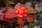 Bunchberry Berry Cluster - Cornus canadensis