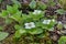 Bunchberry blooming Cornus canadensis