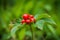 Bunchberry - Cornus canadensis - Beauty