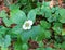 A Bunchberry flower blooms in shady area