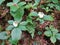 Bunchberry flowers bloom in shady area