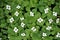 Bunchberry after a summer rain with dark understory