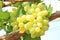 Bunche of green grapes on vine