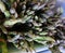 Bunched asparagus in the market for sale