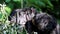 Bunched white-faced saki family with baby