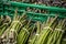 Bunches of asparagus for sale