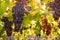 Bunches of backlit pinot noir grapes growing in organic vineyard