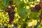 Bunches of backlit Pinot Noir grapes growing in organic vineyard