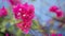 Bunches of beautiful pink Bougianvillea petals and petite white pistils on blurry blue background