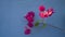 Bunches of beautiful pink Bougianvillea petals and petite white pistils on blurry blue background with copy space