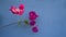 Bunches of beautiful pink Bougianvillea petals and petite white pistils on blurry blue background with copy space
