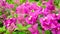 Bunches of beautiful pink Bougianvillea petals and petite white pistils on green leaves background