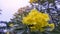 Bunches beautiful yellow petals of Silver trumpet tree known as Tree of gold or Caribbean trumpet, is  flowering plant
