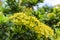 Bunches beautiful yellow petite petals Ixora hybrid blooming on gark green leaves blur background, closeup photo