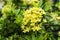 Bunches beautiful yellow petite petals Ixora hybrid blooming on gark green leaves blur background, closeup photo