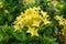 Bunches beautiful yellow petite petals Ixora hybrid know as west Indian jasmine or jungle flame, blooming on dark green leaves