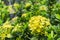 Bunches beautiful yellow tiny petals Ixora hybrid know as west Indian jasmine or jungle flame, blooming on dark green leaves
