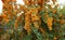 Bunches of Berry-like Fruits of the Orange Firethorn Pyracantha Hedging Plants