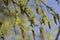 Bunches of birch catkins on branches in the spring
