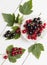 Bunches of black currant and red current with leaves on white wooden board. Flat lay. Top view