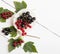 Bunches of black currant and red current with leaves on white wooden board. Flat lay. Top view