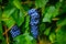 Bunches of black grapes hang on a shrub with green foliage. Natural product for the manufacture of wine.