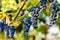 Bunches of black grapes hanging on a vine during the day sun