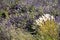 Bunches of blooming lavenders with wild flowers and a bunch of blond colored grasses on the right.