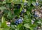 Bunches of blueberries grow on a vine