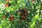 Bunches of Calamondin Oranges, green and orange, ripening on the branches of a tree