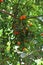 Bunches of Calamondin Oranges ripening on the branches of some trees