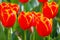 Bunches of Closeup orange tulips in blossom