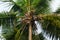 Bunches of coconuts on a palm tree in a rainforest