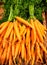 Bunches of colorful orange carrots with green tops