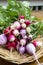 Bunches of Colorful Radishes