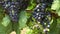 Bunches of dark vine grape with multicolored unripe berries in vineyard