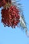 Bunches of dates grow on palm branch with blue sky