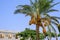 Bunches of dates hanging from a palm tree