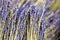 Bunches of dried lavender flower twigs. Pile of lavandula herb. Decoration at florist service. Flower shop. Medical herb. Aromathe