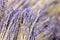 Bunches of dried lavender flower twigs. Pile of lavandula herb. Decoration at florist service. Flower shop. Medical herb. Aromathe