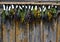 Bunches of dry herbal plants hanging on wooden wall